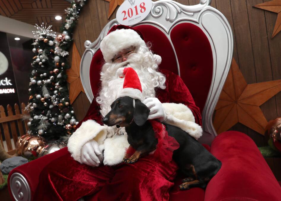 FURRY FRIEND: Tara, 10, the miniature dachshund, from Temora, tells Santa she would love a big slab of beef for Chrissy.
