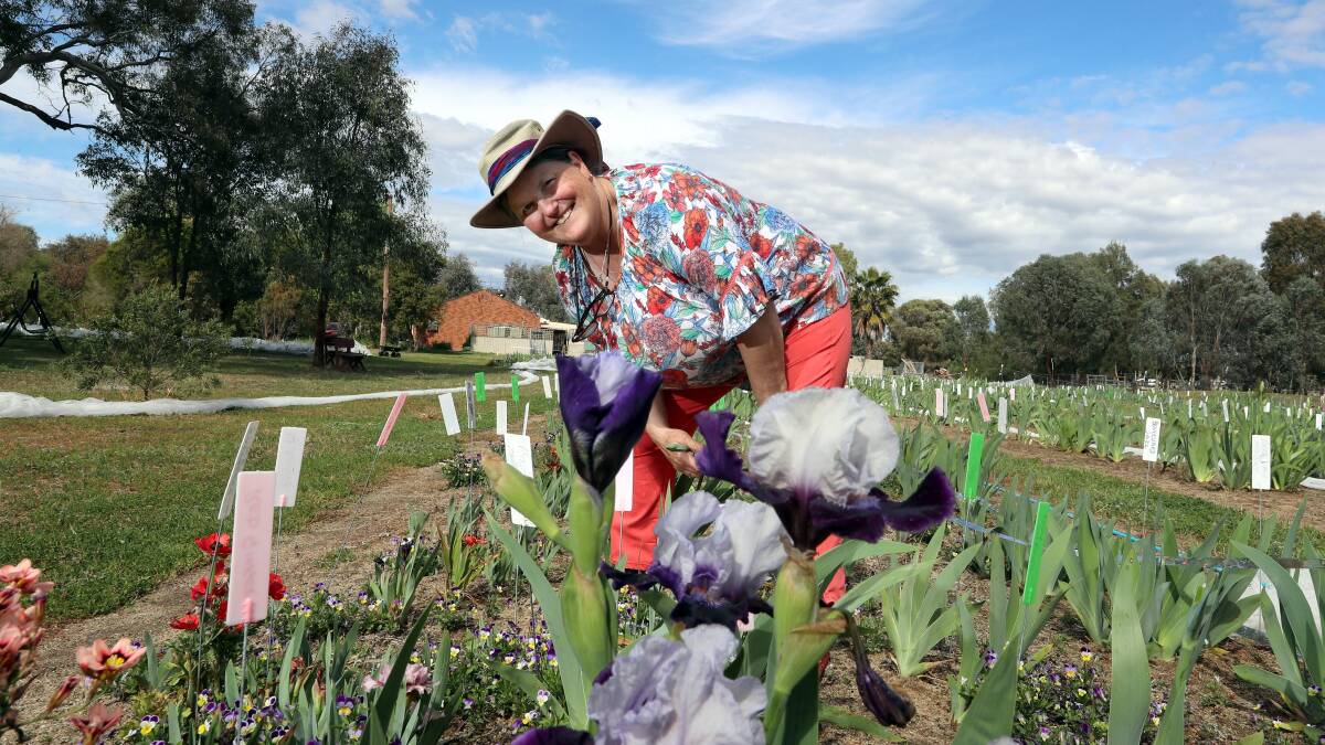 COMING INTO BLOOM: Annette tenBroeke of the Riverina Iris Farm with some of her stock which have started flowering. Picture: Les Smith