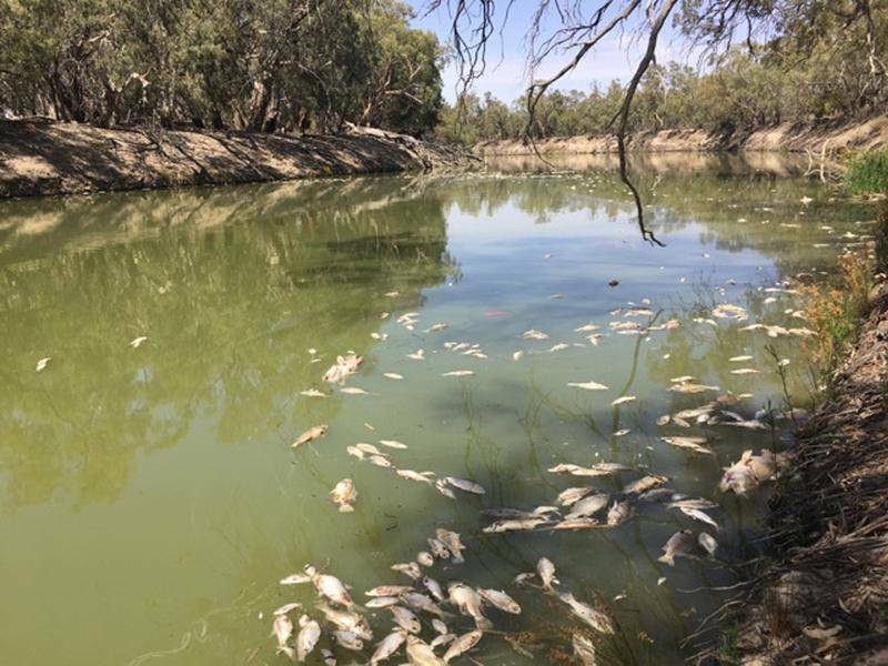 Earlier in the year, drought was partly blamed for the mass death of fish in Western NSW. 