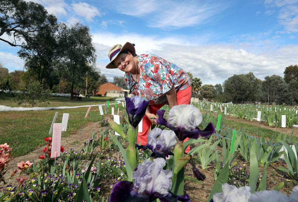 COMING INTO BLOOM: Annette tenBroeke of the Riverina Iris Farm with some of her stock which have started flowering. Picture: Les Smith 