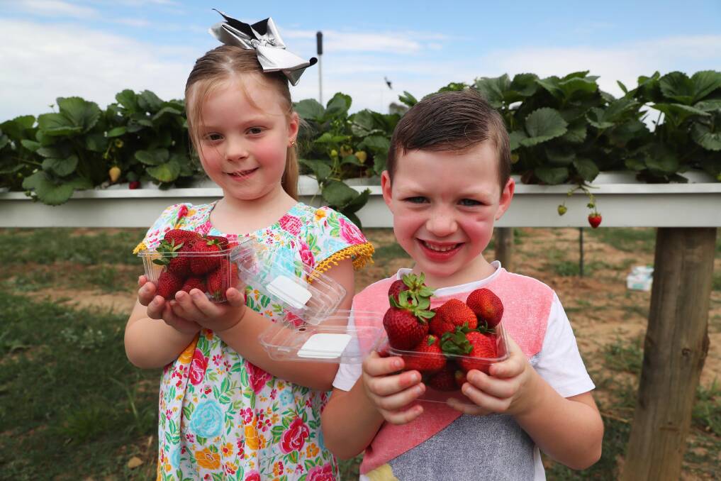 TASTY TREATS: Lilly Wealands, 6 and Beau Wealands, 5 enjoy picking out strawberries to fill up their punnets. Picture: Emma Hillier 