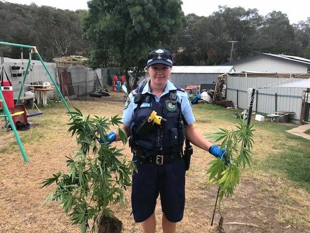 Cannabis plants were among items seized in Tumut. Pictures: Riverina Police District 