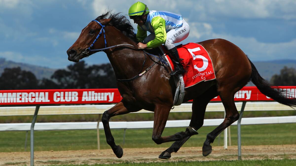 PROUD MUM: Handy sprinter Stacey Lee is proving to be a success as a broodmare. This season she is in foal to Dundeel.
