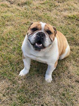 Australian bulldog Bonkers went missing from a Henty home late on Monday, April 8. Picture supplied