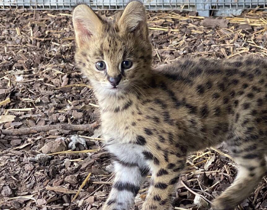 Altina Wildlife Park second Serval litter, twin boys The