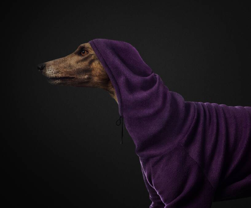 One of the images from the new Greyhounds As Pets campaign. Picture supplied