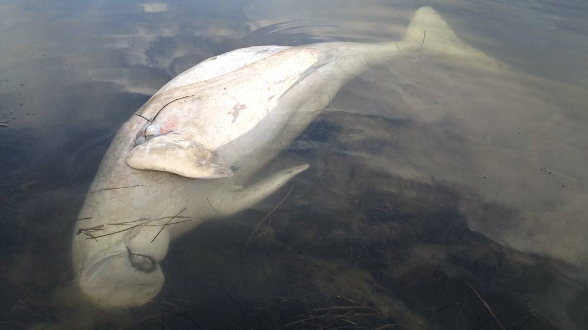 The dead dugong at Stuarts Point. Photo courtesy of ORRCA