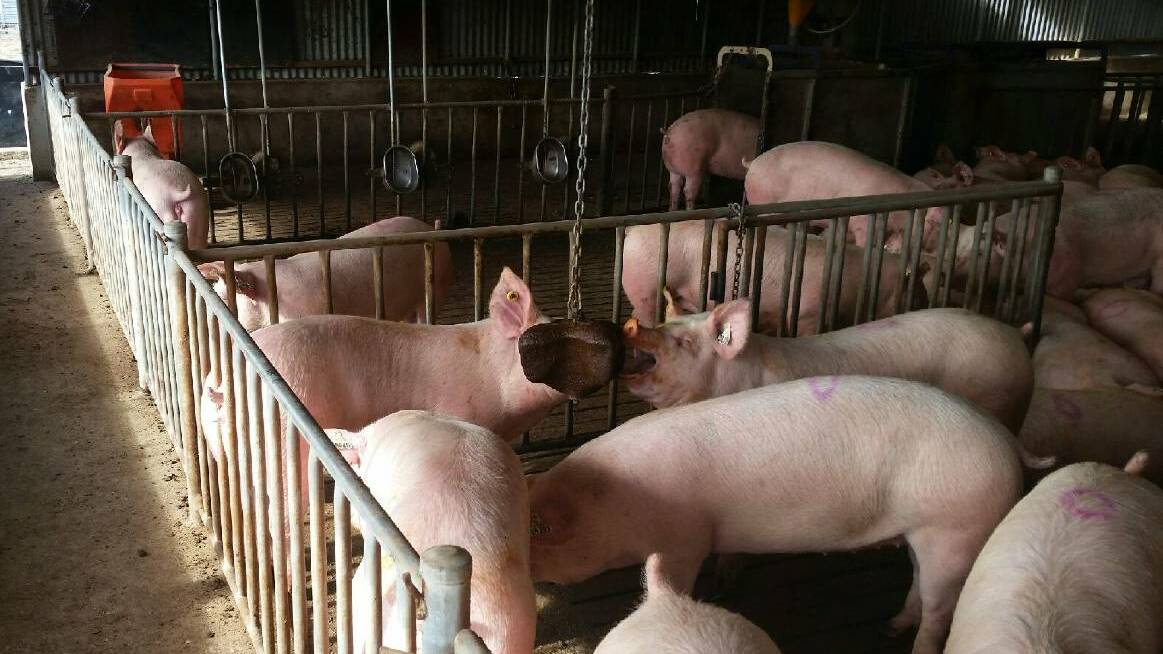 PIG FARM: Sow feeding research supported by SunPork Group, which hopes to expand its Matong piggery but is facing opposition from an 'Aussie Farms' activist campaign targeting Wagga City Council. Picture: Pork CRC