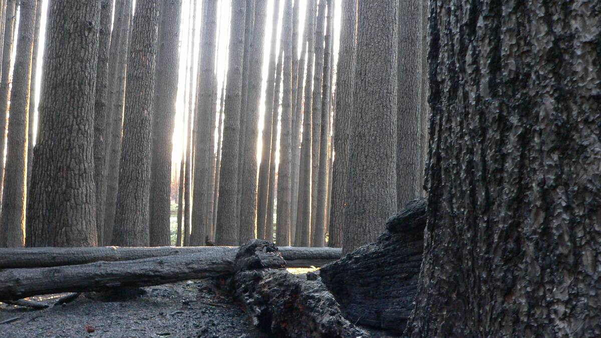 Devastation as charred Sugar Pine Walk trees to be torn down