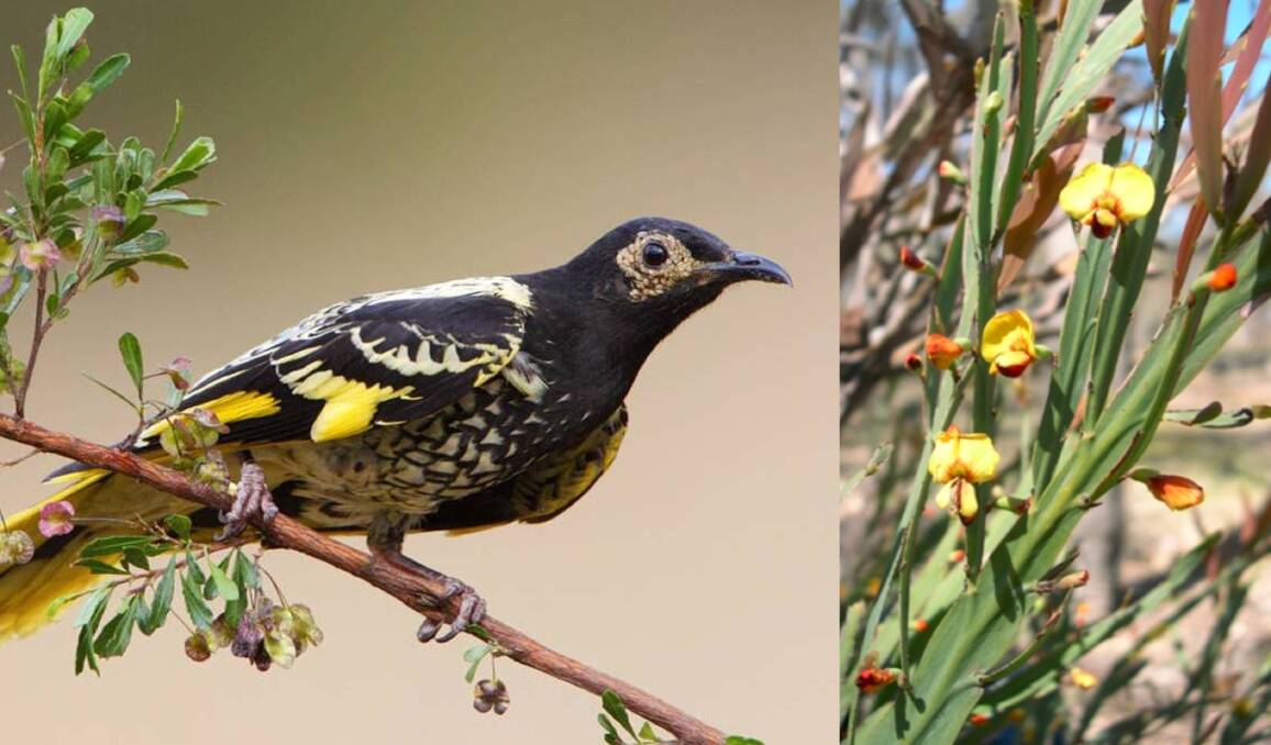 CRITICAL: A Regent honeyeater and Bossiaea fragrans are two species that are critically endangered. Picture: Picture: NSW Office of Environment and Heritage 