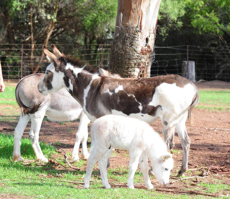 Wagga zoo's famous donkey duo up for sale
