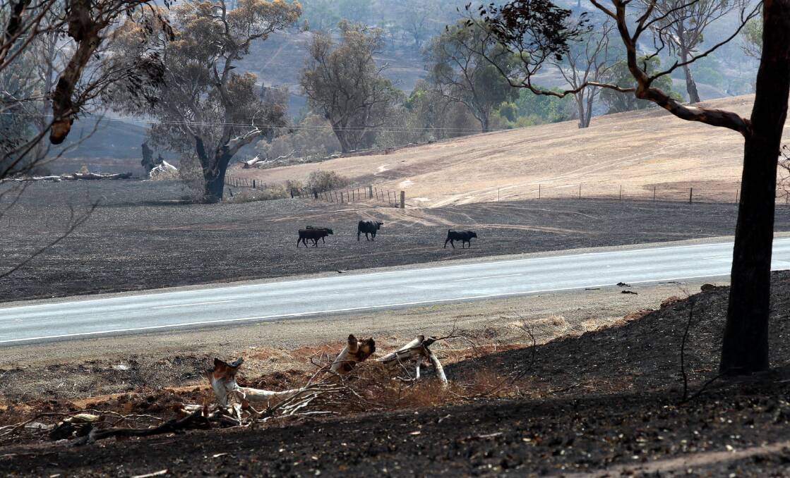 RECOVER: The Dunns Road fire damage along the Snowy Mountains highway. Picture: Les Smith
