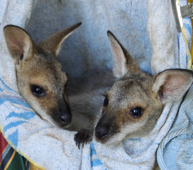 RESCUED: A pair Eastern Grey kangaroo joeys that have bonded in WIRES care. Picture: Contributed