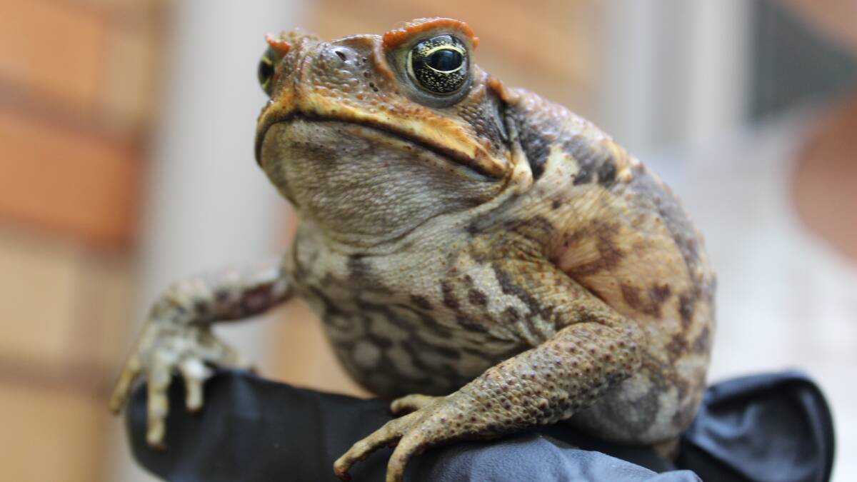 'It's not impossible' | Suspected cane toad sighting prompts warning