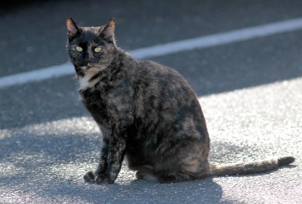 Revived push to keep cats off the streets attracts support