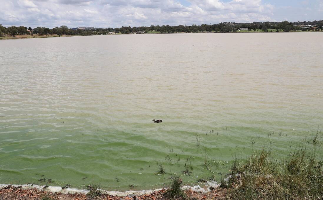 Blue-green algae at Lake Albert, pictured in 2018. Picture: Les Smith