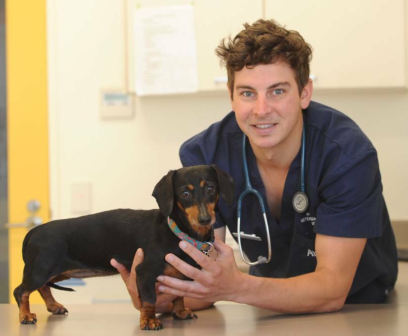 VACCINATE: Sally the sausage dog gets a check-up for parvovirus from Wagga Veterinary Hospital practice principal Tristan Robinson.