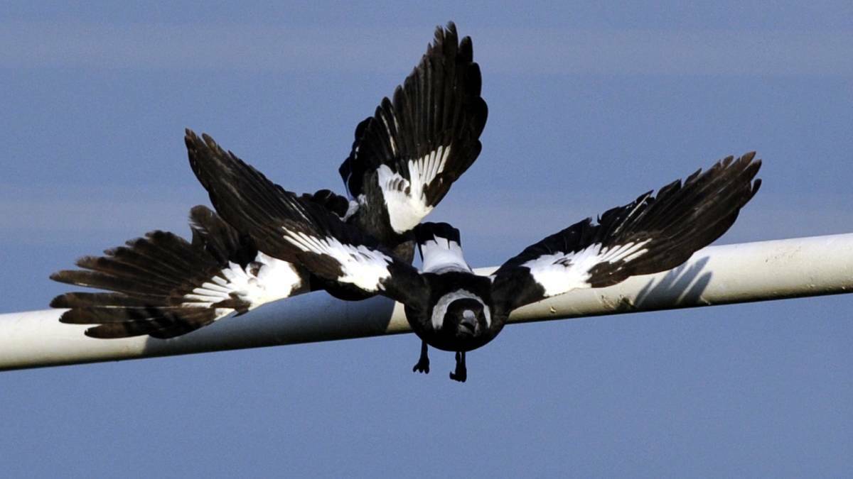 Watch out for the dive-bombing magpies returning for spring