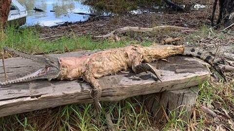The dead crocodile was found in the Murray River on Sunday. Picture: BRENT LODGE