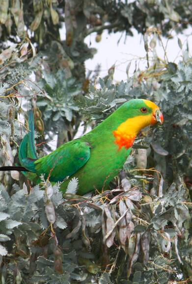 VULNERABLE: The Saving our Species program is helping the vulnerable Superb Parrot which is known to the Wagga area. Picture: NSW Office of Environment and Heritage 