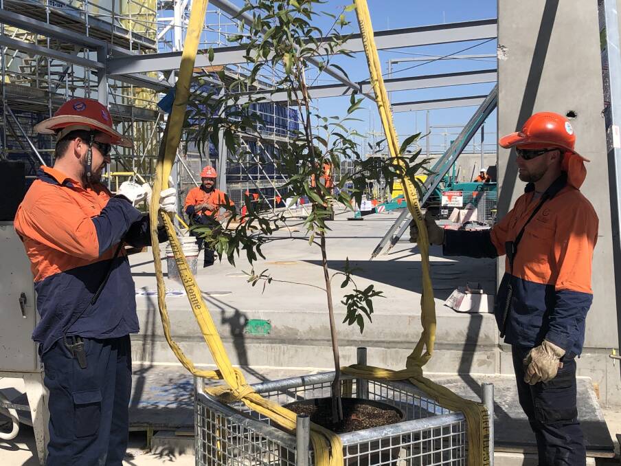 GREEN TOUCH: Construction workers prepare to hoist a potted tree to the highest point of the ambulatory care building, officially marking the highest point on the new structure. Picture: Jody Lindbeck