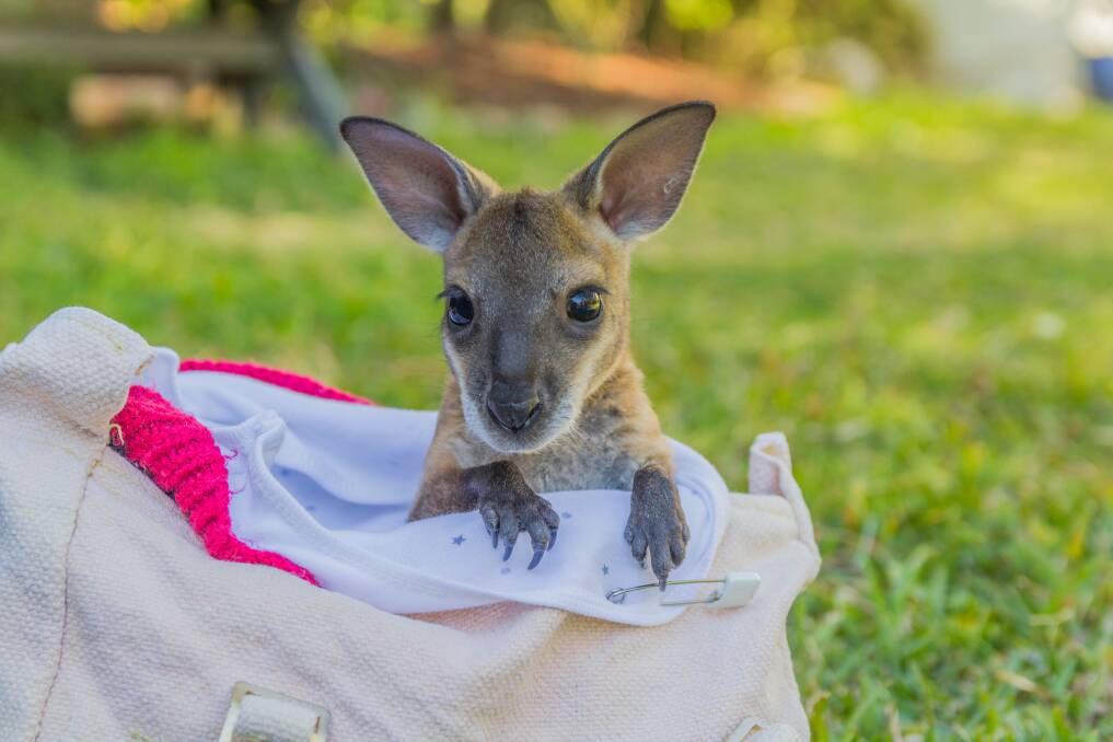 KANGAROO CARE: A tiny orphaned joey is now in the care of a WIRES volunteer. Picture: Supplied