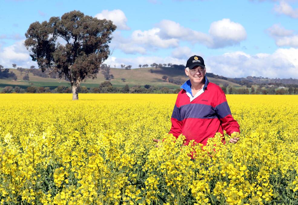 GOLDEN CANOLA: Gregadoo farmer Andrew Dumaresq has about 600 hectares of canola planted on his family's farm. Picture: Les Smith