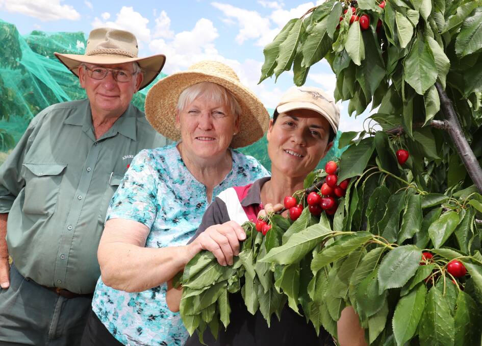 Noel and Ann Adams have handed the cherry orchyard at Oura over to new owners Kristy Barton and her family. Pictures: Les Smith