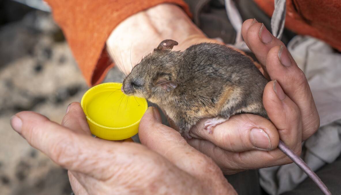 HELPING HAND: Custom-built food and water stations have been installed in Kosciuszko National Park for the endangered mountain pygmy-possums.