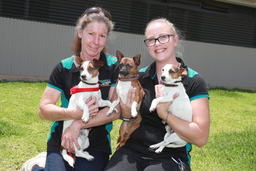 Glenfield Road Animal Shelter welfare officers Marianne Burrows and Keli Stephens with some canine evacuees. Picture: Les Smith
