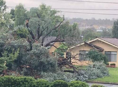 Winds brought down this huge tree in Norfolk Avenue on Tuesday. Picture: SES Wagga