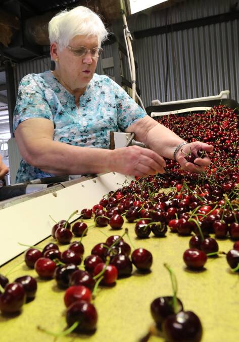Ann Adams has been grading cherries for 25 years.