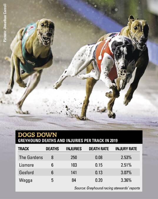 Statistics show Wagga greyhound track 'one of state's deadliest'