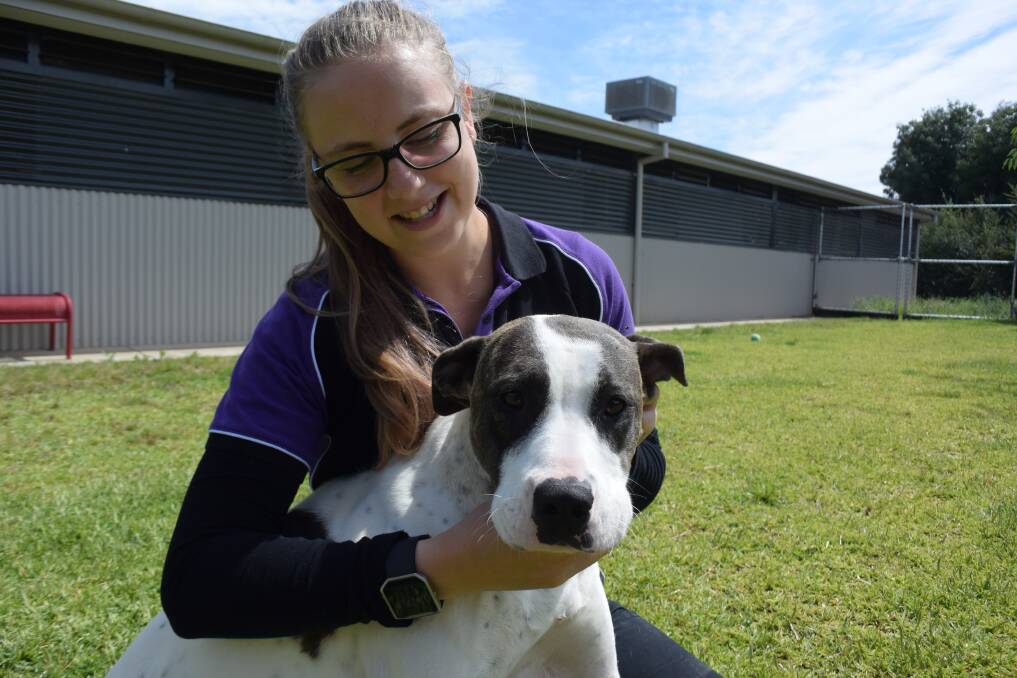 Glenfield Road Animal Shelter welfare officer Keli Stephens with one of the canine visitors at the shelter. Picture: Jody Lindbeck