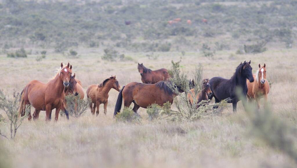 MOVING ON: A rehoming program for wild brumbies is being recommenced.