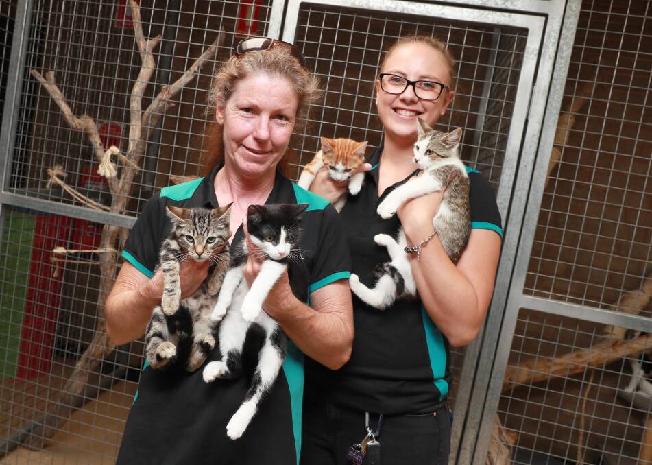 Animal Welfare Officers Marianne Burrows and Keli Stephens with some of the cats needing homes. Picture: Les Smith