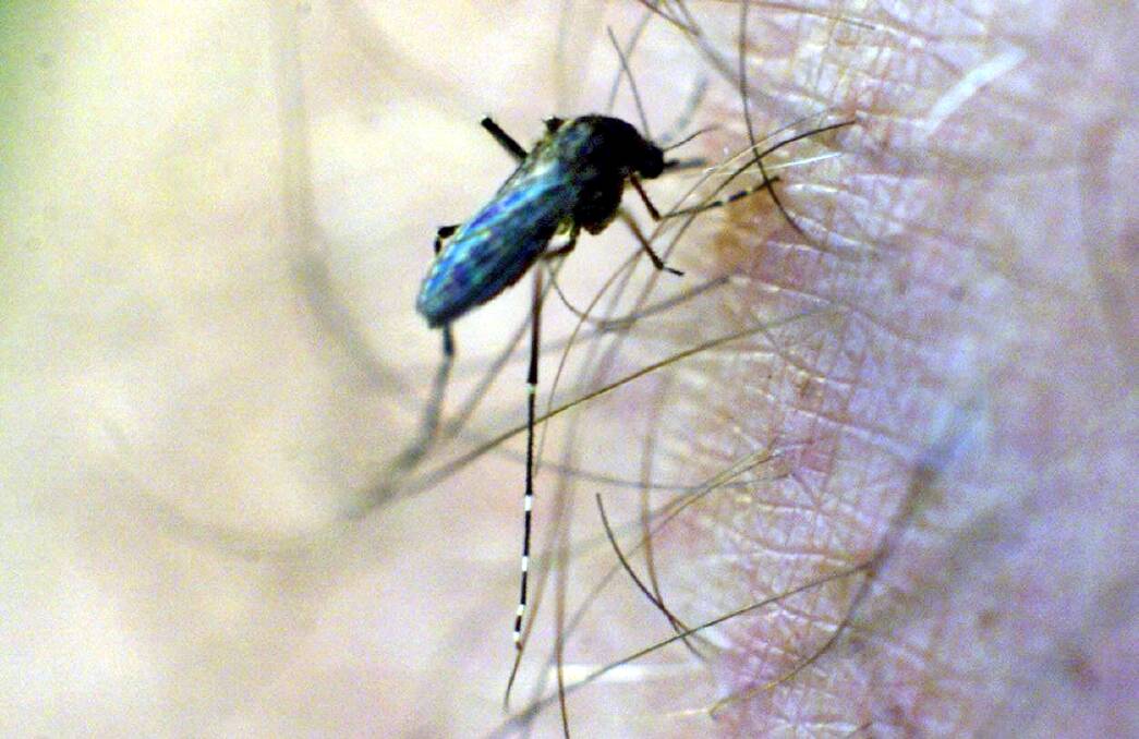 Recent rain and warm weather has boosted mosquito numbers.
