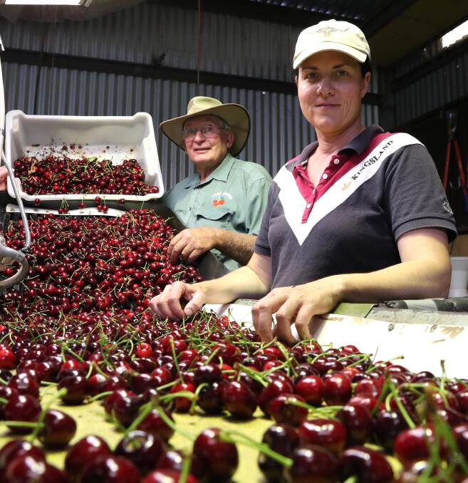 Noel Adams helps new owner of the Oura cherry orchard Kristy Barton to grade the fruit.