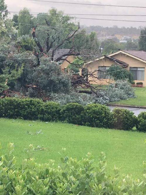 The Wagga SES shared this image from Norfolk Avenue, Lake Albert, where a huge tree was brought down by the storm.