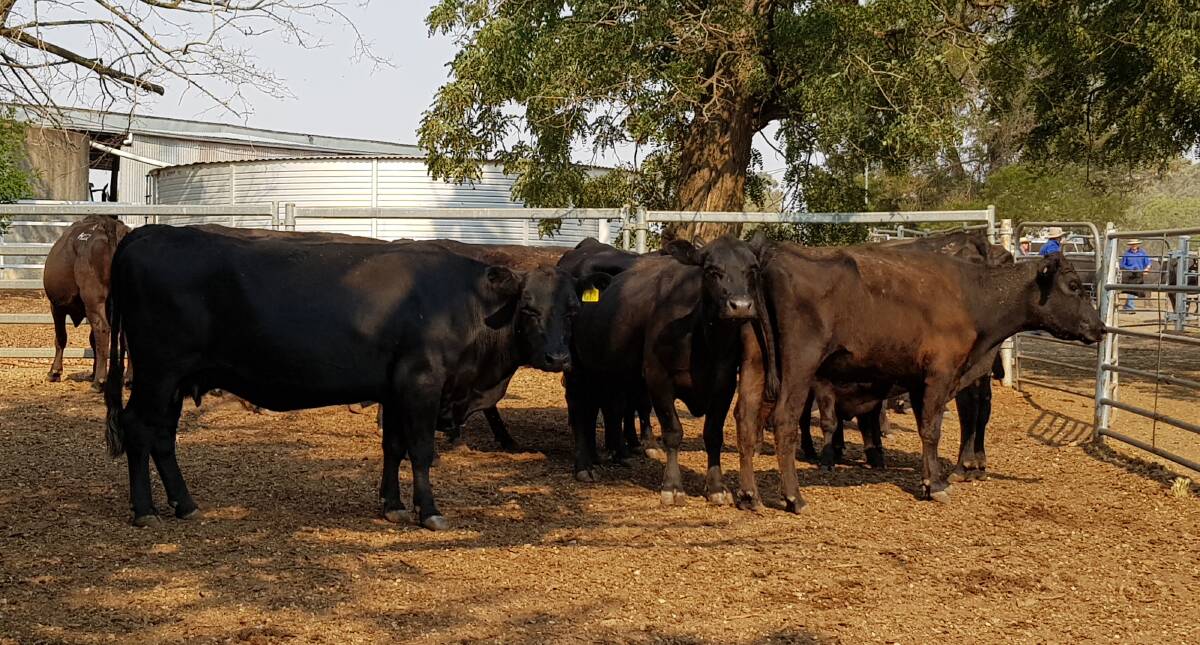 Police are investigating an alleged large-scale cattle fraud.