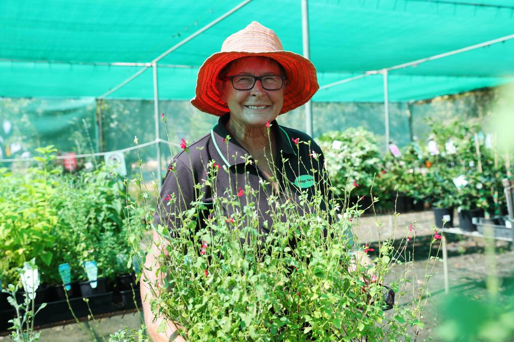 SHADED: Dianne Rawlings from the Wagga Nursery tends to the plants as the temperature climbs. Picture: Emma Hillier