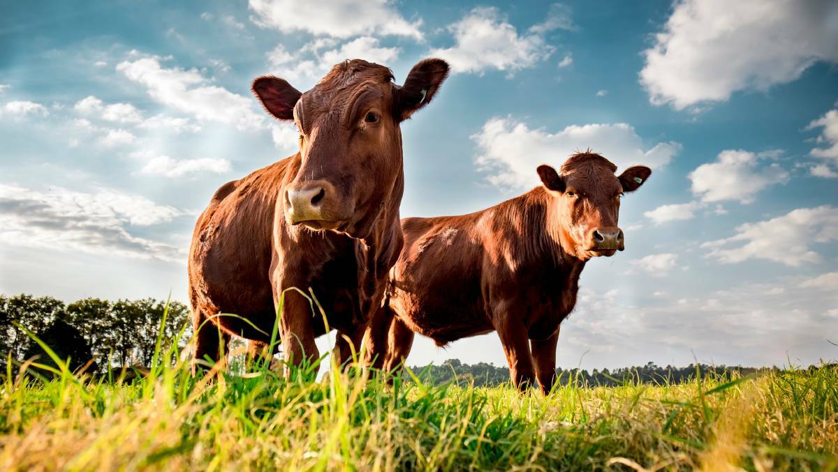 A new report proposals how government can support farmers deploying low-emissions technologies and practices in agriculture. Picture: Shutterstock