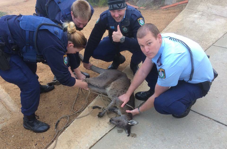 Police rescue the roo in Tolland.