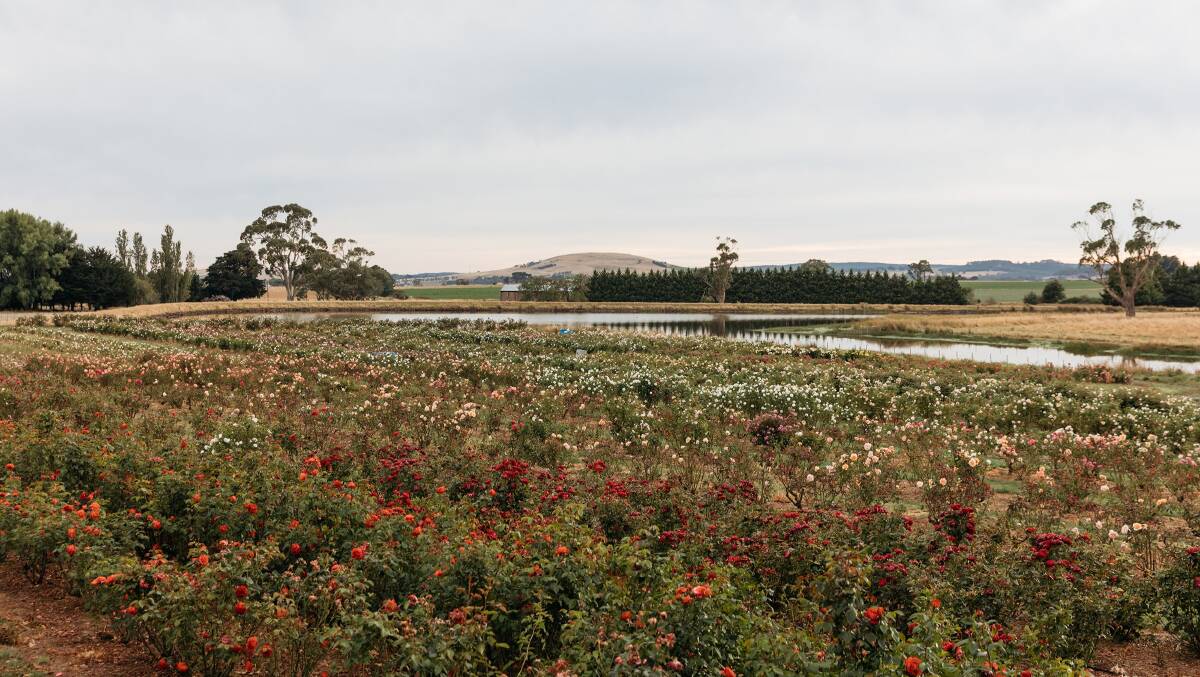 The rose farm before the storm. Photo: Dan Roberts