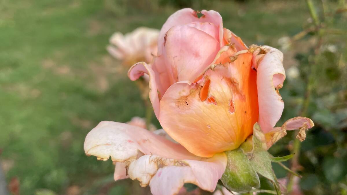 This rose is one of thousands that has been severely damaged during the storm. Photo: Dan Roberts
