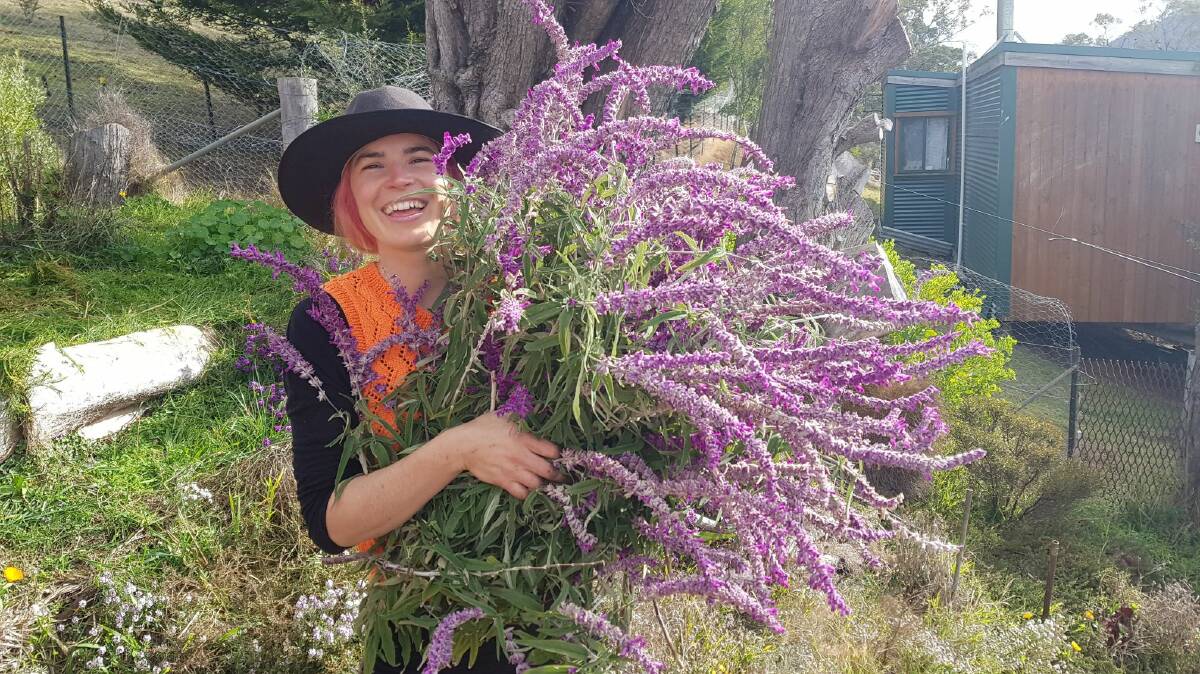 GLORIOUS GROWTH: Mexican bush sage, or salvia leucantha, is a hardy hedge plant that display vibrant purple flowers during autumn and winter. Pictures: Hannah Moloney and Anton Vikstrom.
