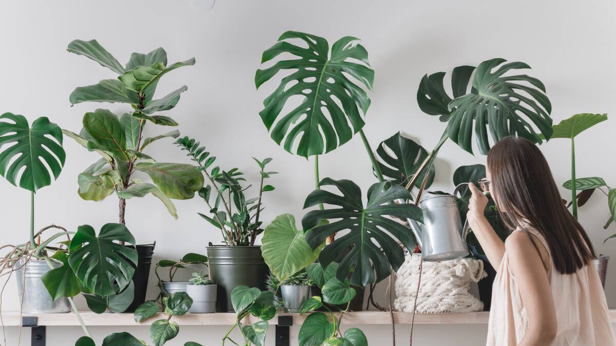 CARE: Dust and grime give indoor plants a lacklustre appearance. Picture: Shutterstock