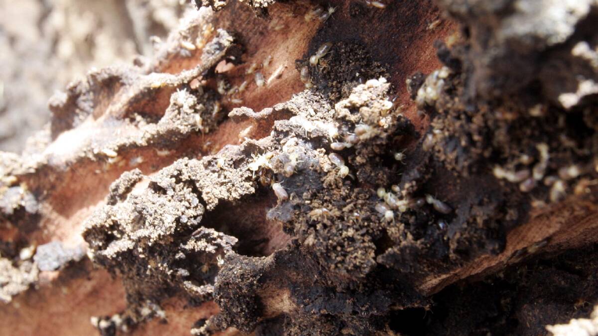 Termites eating their way through Wagga's timber. Picture: Les Smith