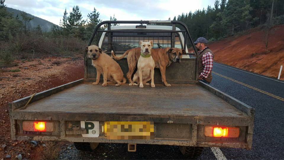 CAUGHT: NSW Police Rural Crime Prevention Team finds two suspected illegal hunters during operations in the Snowy High-Country Region. Picture: supplied