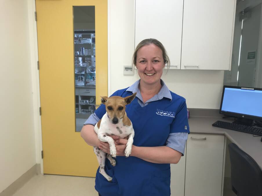 TICK SEASON: Dr Andrea Barnard, from Wagga Vet Hospital, said pet owners should be cautious of visitors from the coast who might be travelling with an unwanted guest.